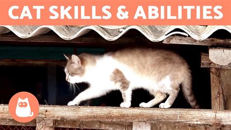 Skill cat. Things To Know About Skill cat. 
